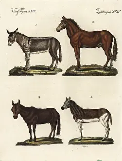 Quagga: Ass, mule and quagga