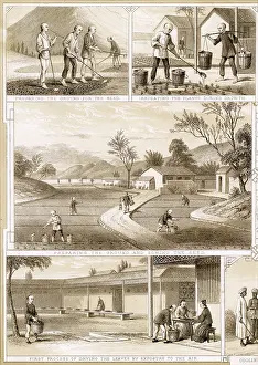 Assam: Assam tea industry in India