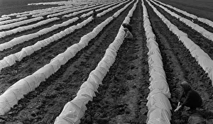 Vegetables: Assinovskiy state farm