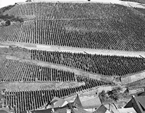 Rudesheim: ASSMANSHAUSEN VINEYARDS