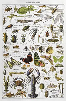 Articulated: Assorted Arthropods