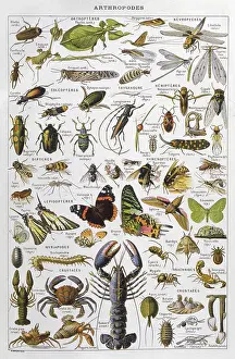 Articulated: Assorted Arthropods