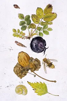 Helga Crouch: Assorted autumn items