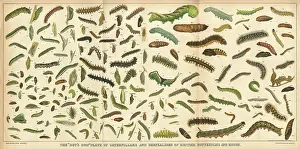 Caterpillars: ASSORTED CATERPILLARS