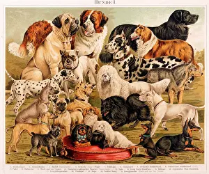 ASSORTED DOG BREEDS