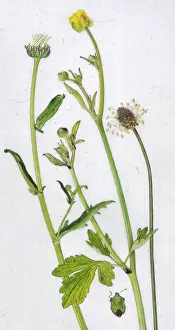 Assorted early summer meadow items