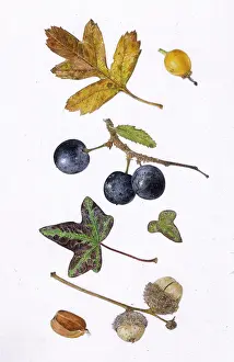 Helga Crouch: Assorted late autumn items