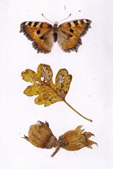 Decaying: Assorted late autumn items