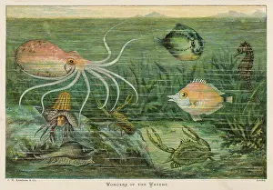 Crabs: Assorted Marine Life