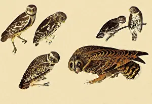 Pygmy: Assorted Owls
