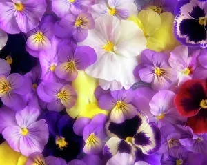 Heartsease: Assorted Pansy Blossoms Overall Pattern