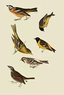 Pictus: Assorted Perching Birds