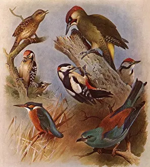 Atthis: Assorted Perching Birds