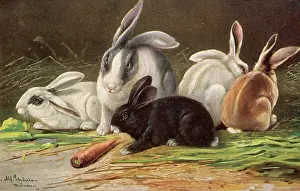 Carrot: ASSORTED RABBITS 1905