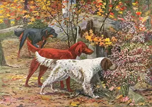 Setters: ASSORTED SETTERS
