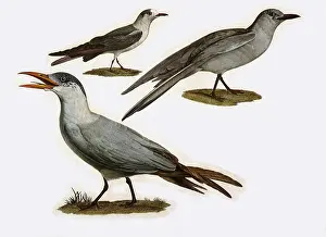 Niger: Assorted Terns