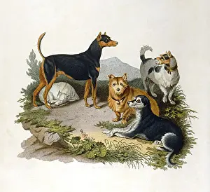 Sealyham: ASSORTED TERRIERS 1800