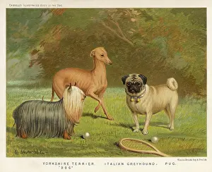 Assorted Toy Dogs