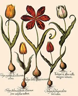 Tulips: Assorted Tulips