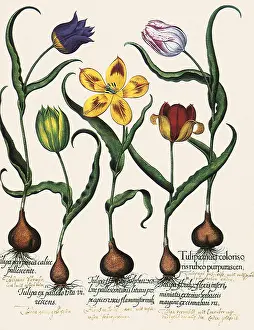 Tulips: Assorted Tulips