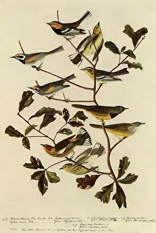 Warbler: Assorted Warblers