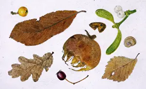 Decaying: Assorted winter items