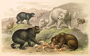 Ursa: An Assortment of Bears
