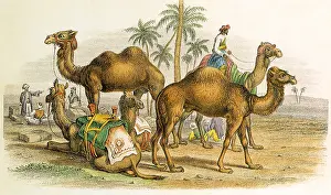 Assortment: An Assortment of Camels