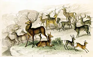 Assortment: An assortment of Deer