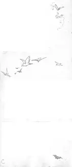 Bats: An assortment of flying creatures
