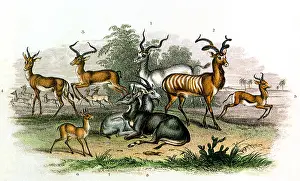 Gazelle: An assortment of Gazelles and Antelopes