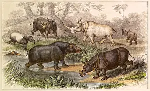 Hippopotamus: An Assortment of Hippos and Rhinos
