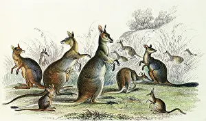 Eared: An Assortment of Kangaroos