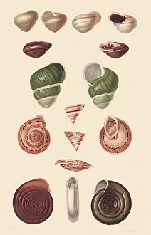 Assortment: An Assortment of Land Snails