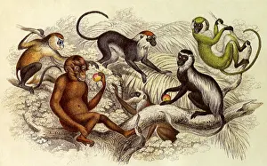 Apes: An Assortment of Monkeys