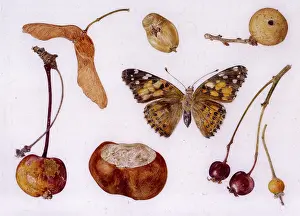 Helga Crouch: Assortment of November items