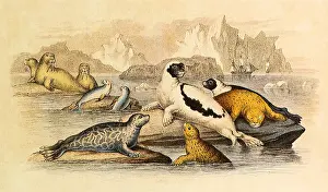 Walrus: An Assortment of Pinnipeds