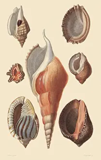 Peruvian: An Assortment of Shells