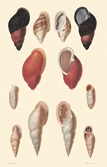 Pupa: An Assortment of Shells