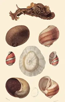 Assortment: An Assortment of Shells