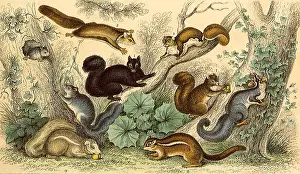 Assortment: An Assortment of Squirrels