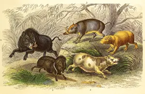 Assortment: An Assortment of Wild Animals