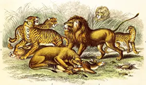 Assortment: An Assortment of Wild Cats