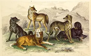 Wolves: An Assortment of Wolves and Dogs