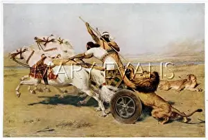 Assyrians: ASSYRIANS HUNTING LION