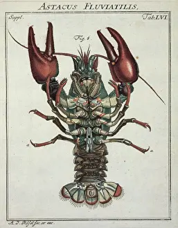 Linnaeus: Astacus astacus Linnaeus, crayfish
