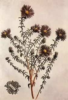 Aster: Aster Virginianus