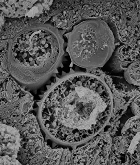 Pollen: Asteraceae, daisy
