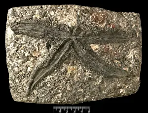 Asterias: Asterias gaveyi, a fossil starfish