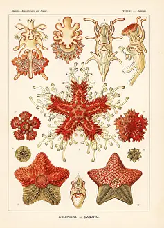 Glitsch: Asteriidae starfish